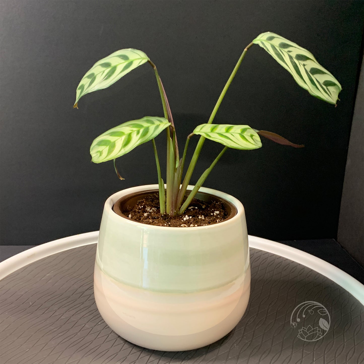 Fishbone Prayer Plant (Ctenanthe burle-marxii)