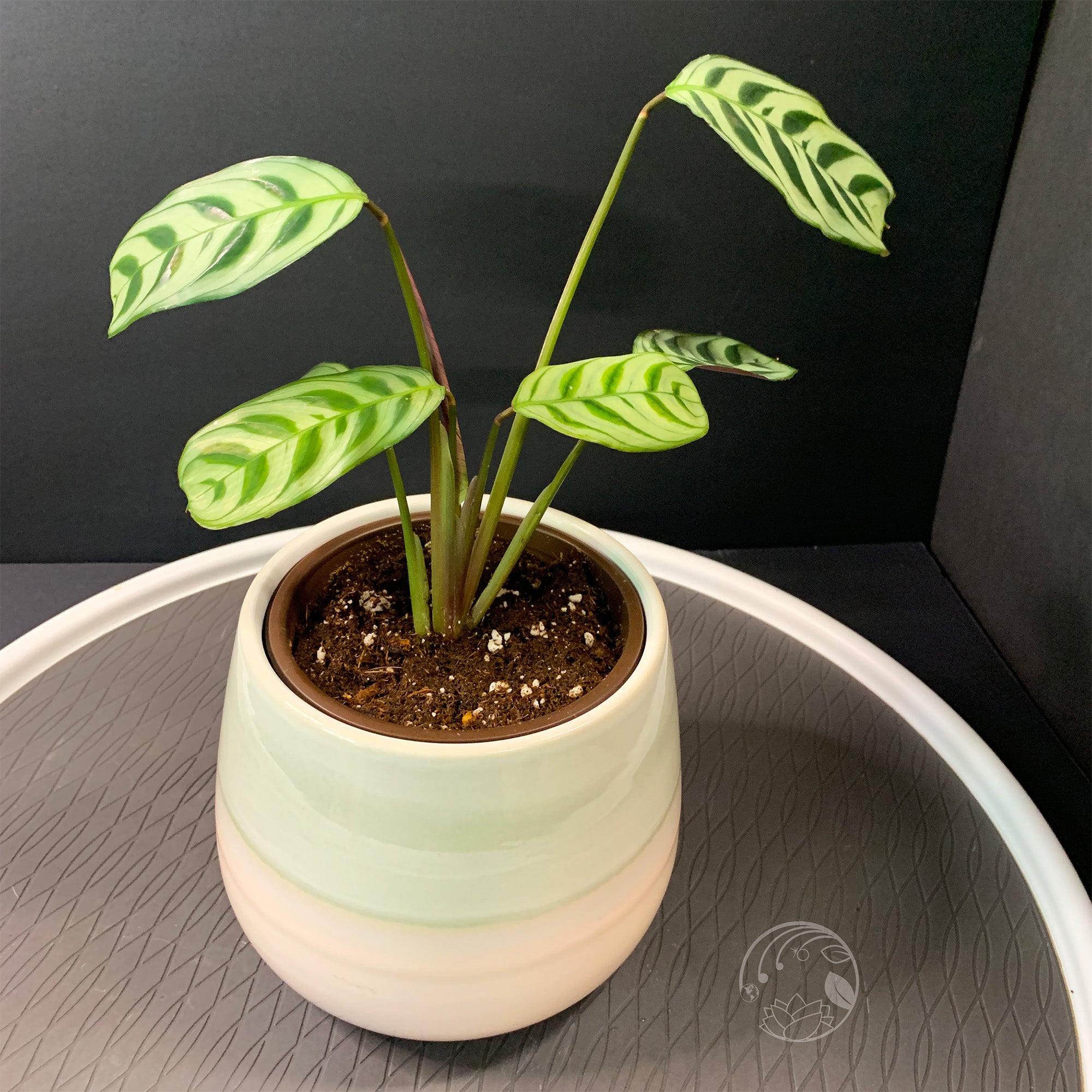 calathea fishbone prayer plant Ctenanthe Burle Marxii Amagris | Fishbone Prayer Plant
