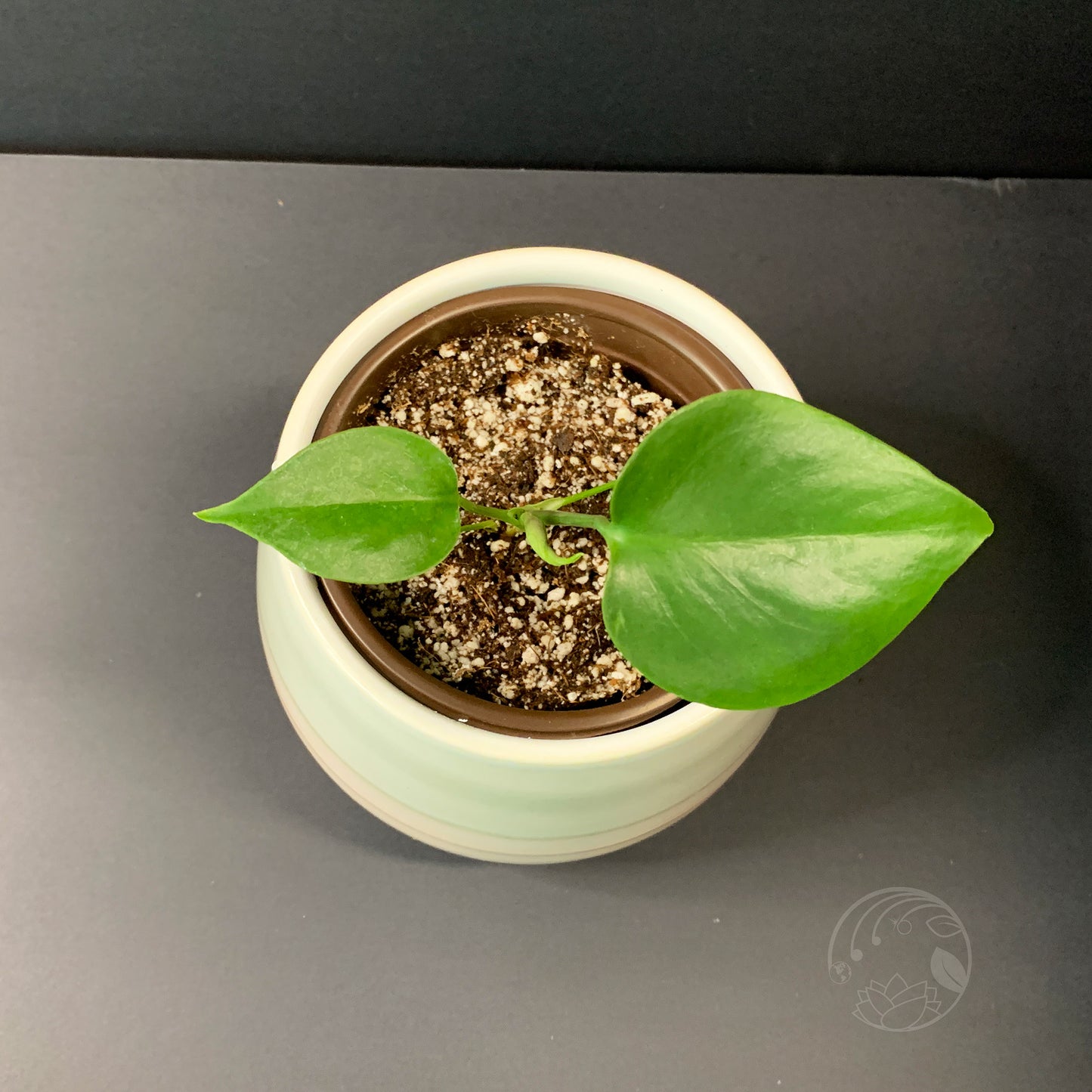 Monstera Deliciosa, Juvenile- Small
