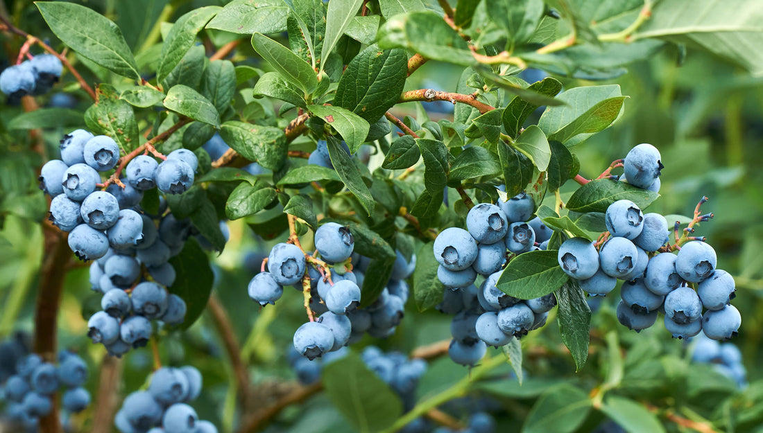 Redberries? Blueberries? UV Berries?