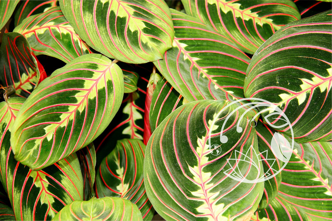 The Red Prayer Plant: A Dazzling Beauty with a Mysterious Ritual