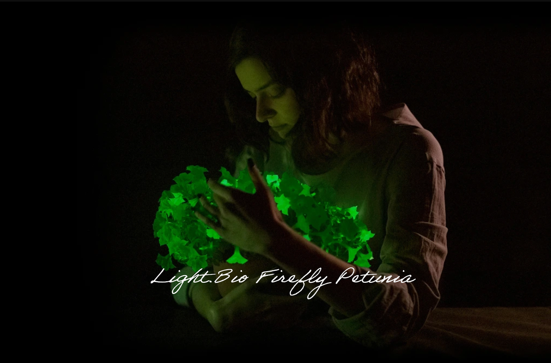 Firefly Petunias: The Science and Company Behind Bioluminescent Flowers