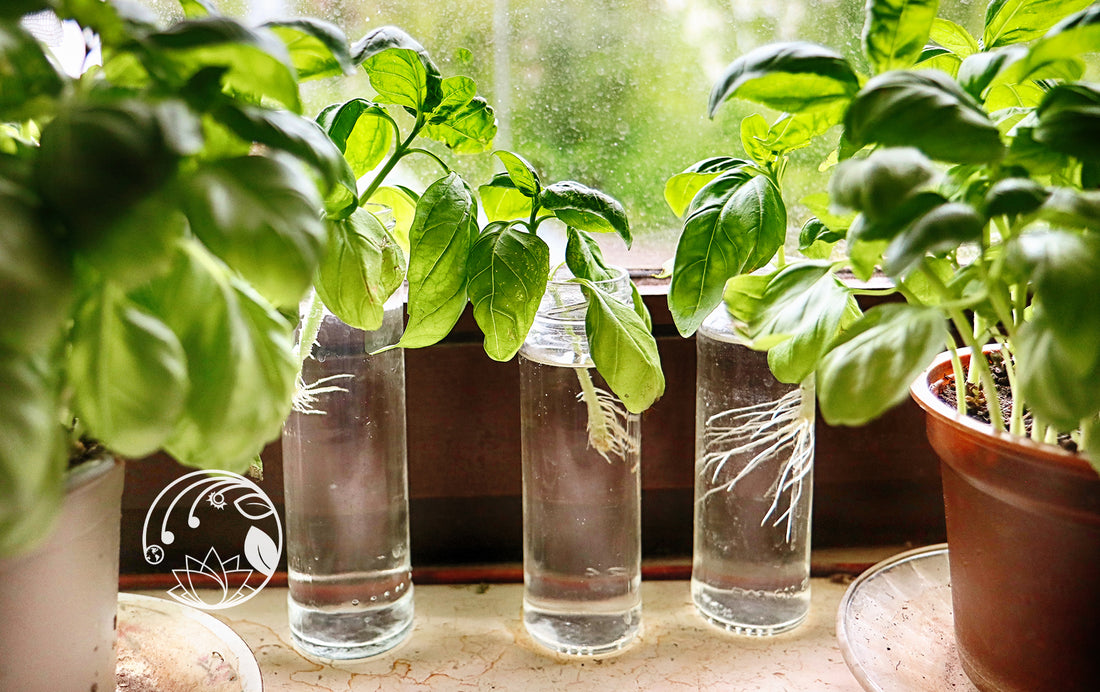 Grow Your Own Easy Kitchen Herbs Starting from Store Cuttings