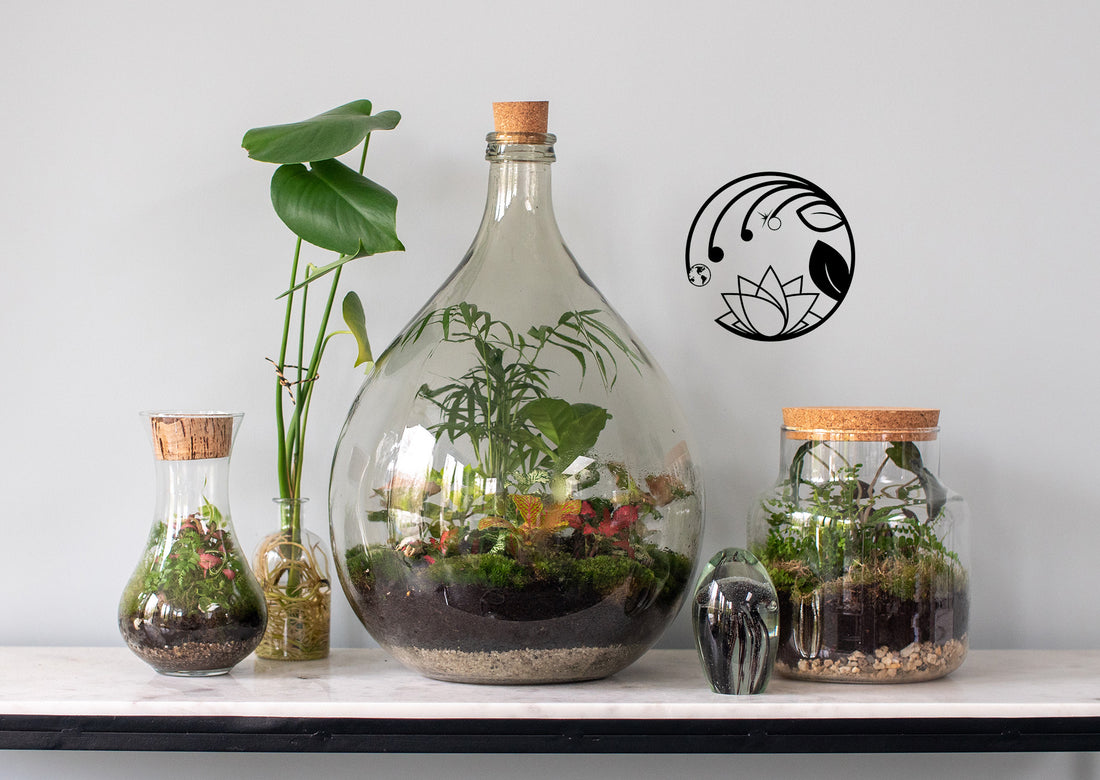 The World's Oldest Self-Sustaining Terrarium