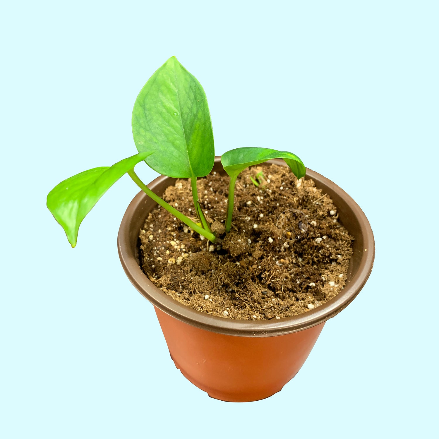 pothos plant small Golden Pothos