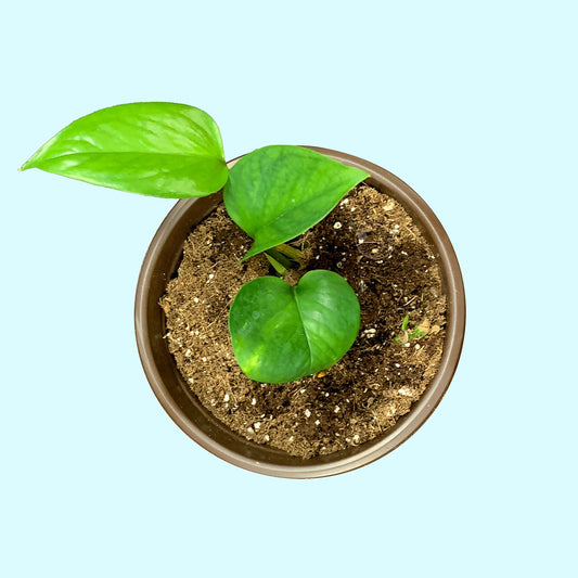 Golden Pothos - 3in pot (ships bare root)