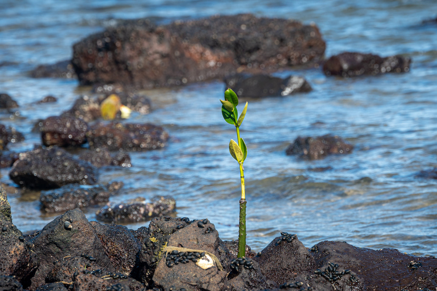 Plant 2 Additional Trees with Sprout