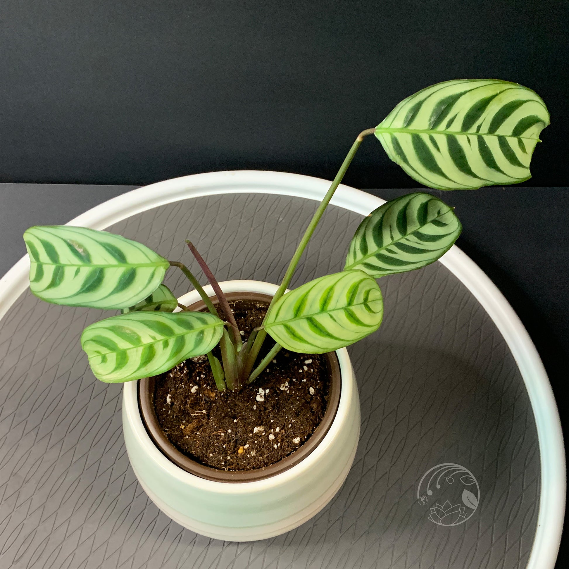 ctenanthe burle-marxii - fishbone prayer plant Fishbone Prayer Plant (Ctenanthe burle-marxii)