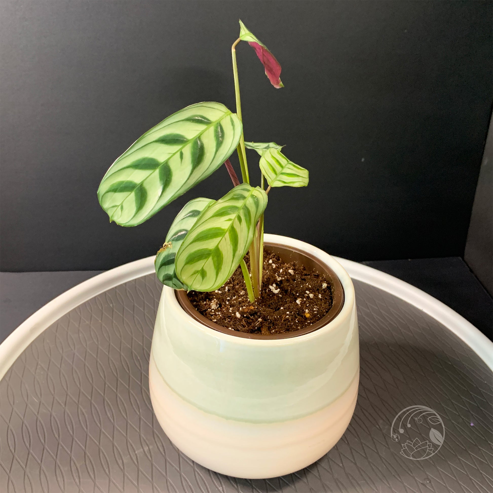 ctenanthe burle-marxii - fishbone prayer plant Fishbone Prayer Plant (Ctenanthe burle-marxii)