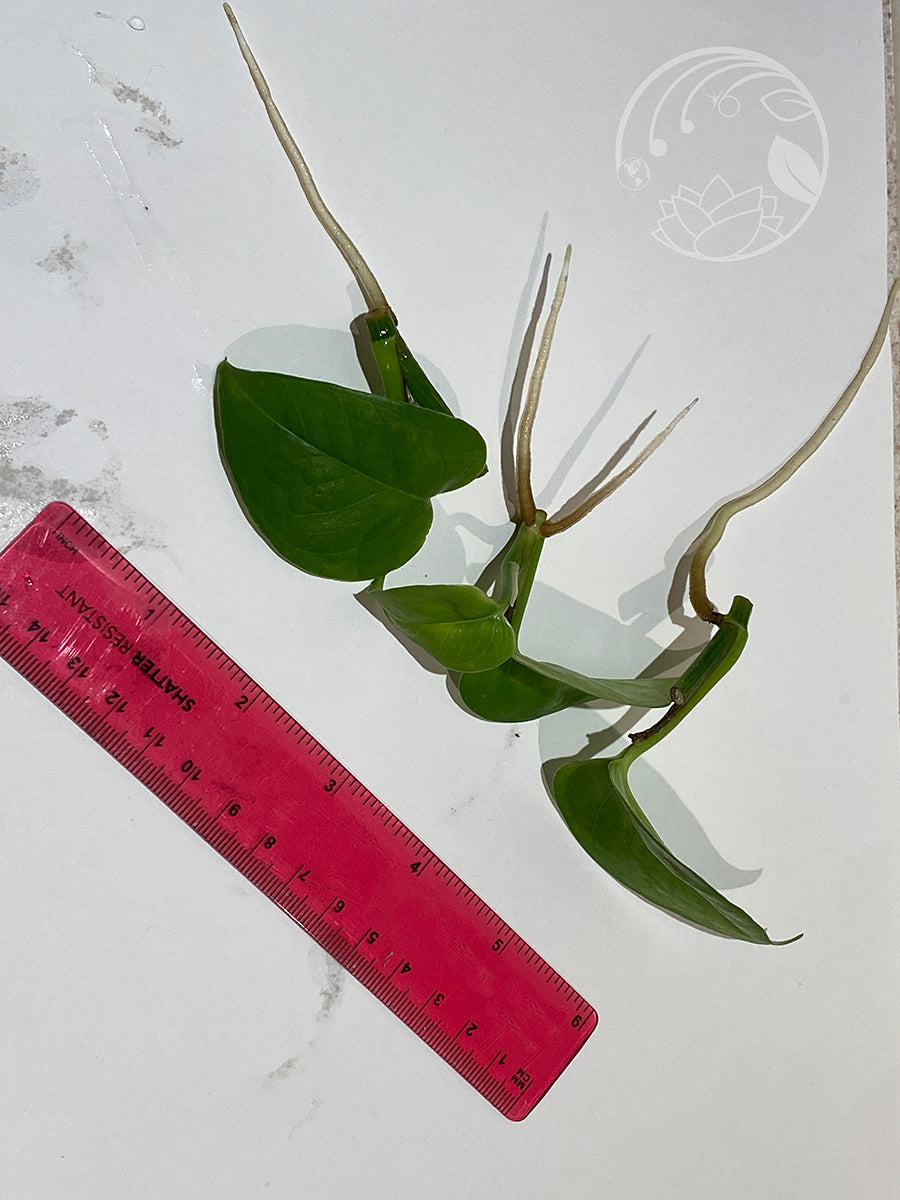 2-in Golden Pothos Rooted Cuttings Trio