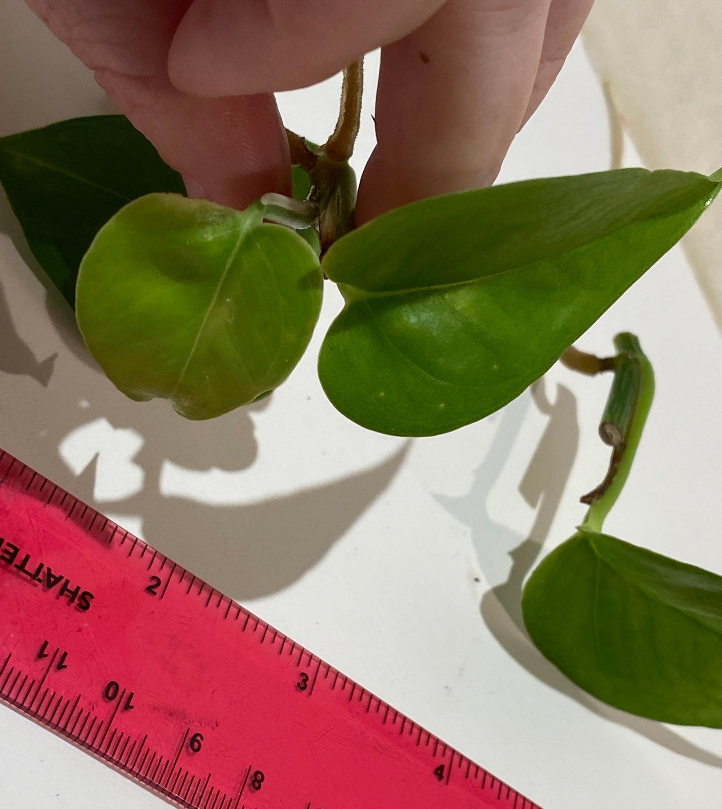 2-in Golden Pothos Rooted Cuttings Trio