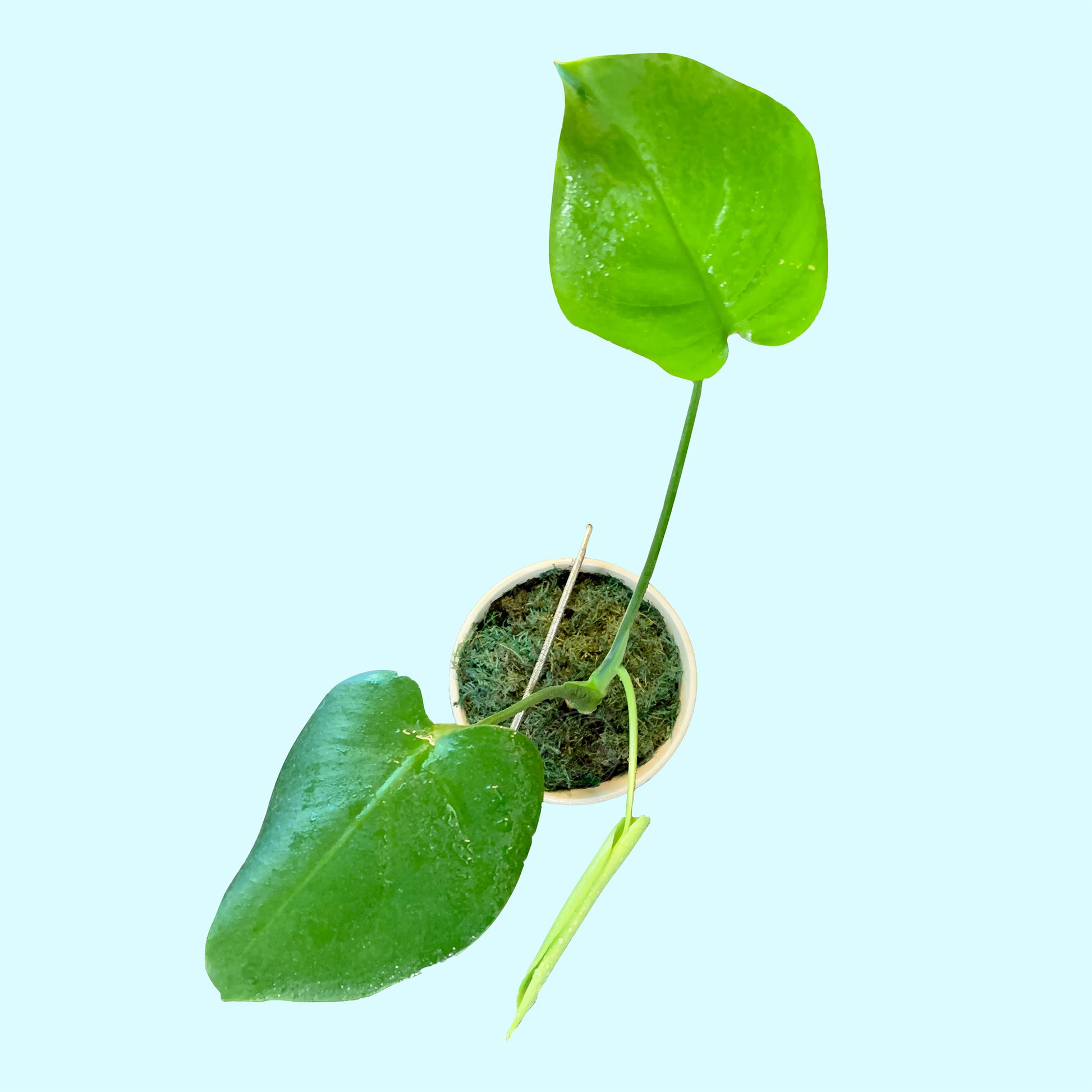 baby monstera deliciosa for sale Monstera Deliciosa, Juvenile- Tall – Third Orbit Flora
