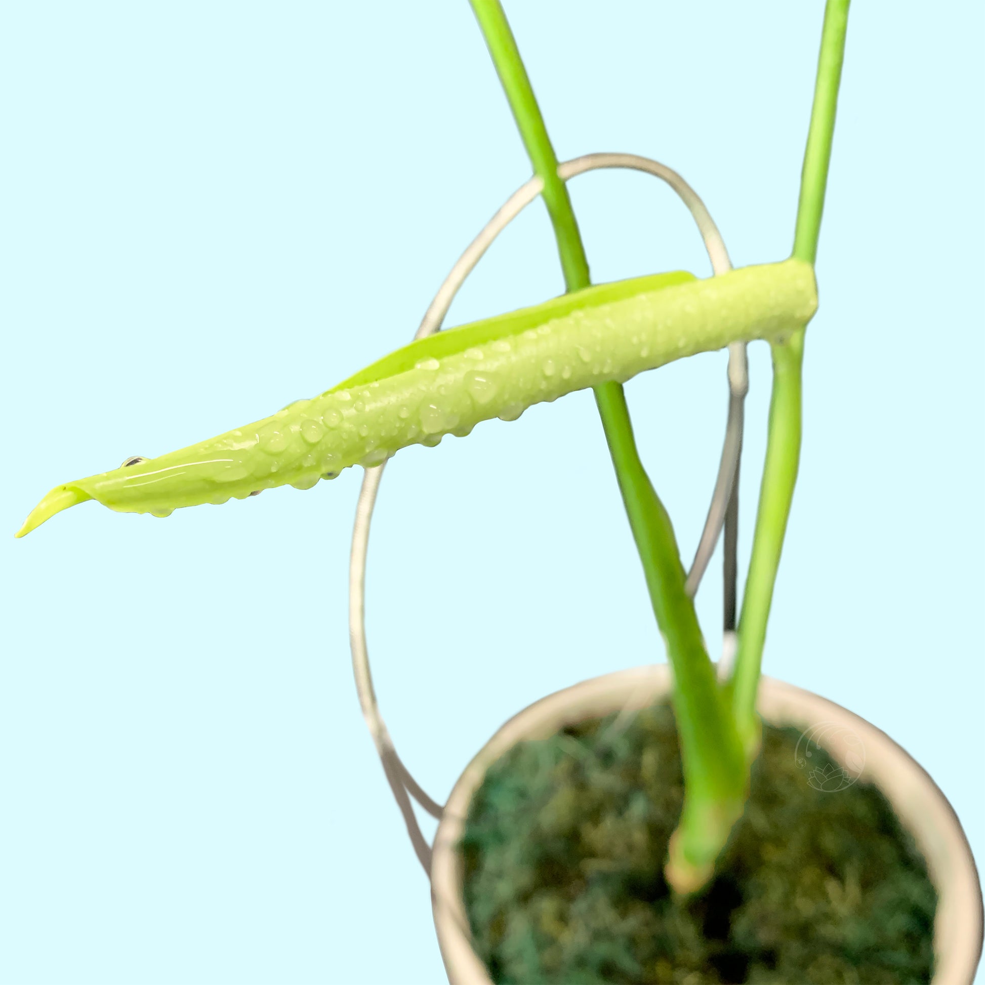 juvenile monstera deliciosa Monstera Deliciosa, Juvenile- Tall – Third Orbit Flora