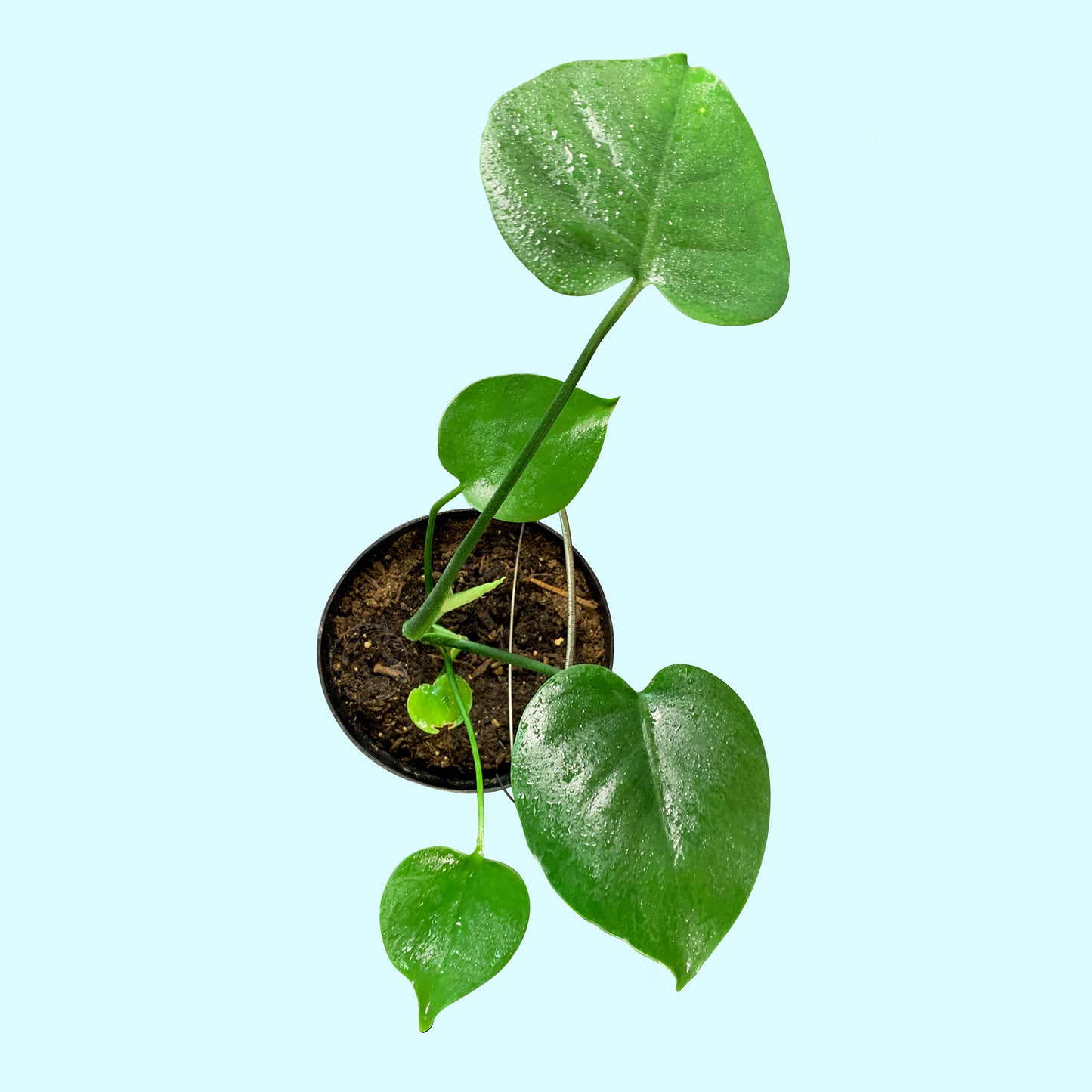 Monstera Deliciosa, Juvenile- Med