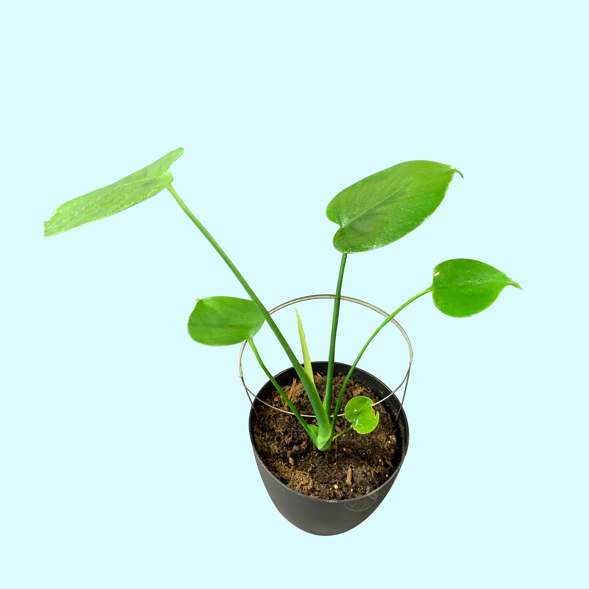 monstera deliciosa from the seed Monstera Deliciosa, Juvenile- Med – Third Orbit Flora