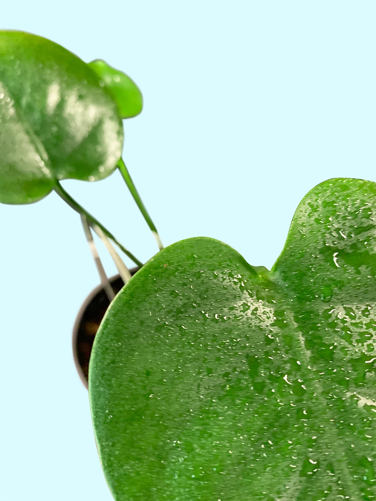 Monstera Deliciosa, Juvenile- Med