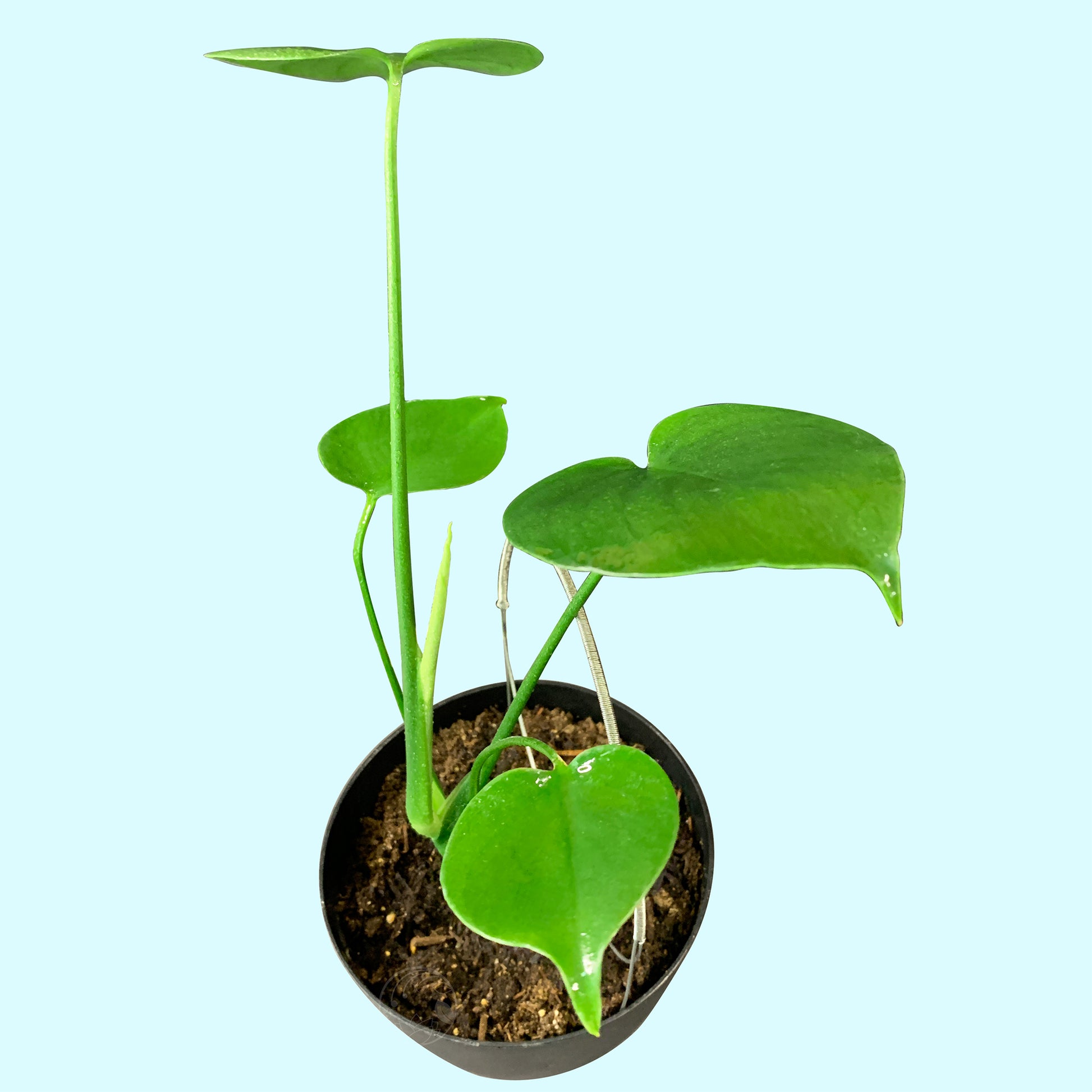 grow monstera from seed Monstera Deliciosa, Juvenile- Med – Third Orbit Flora