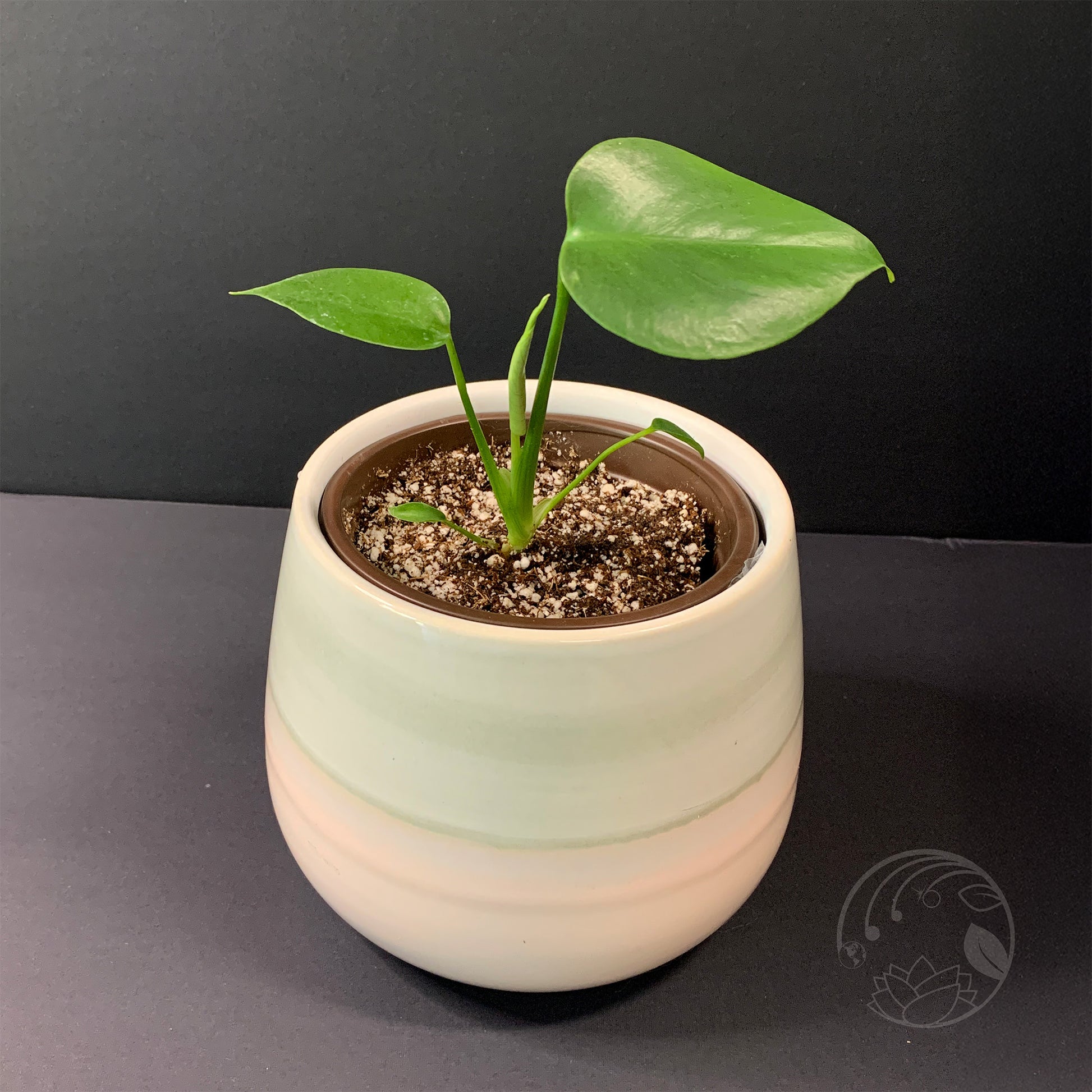 bebe monstera deliciosa Monstera Deliciosa, Juvenile- Small