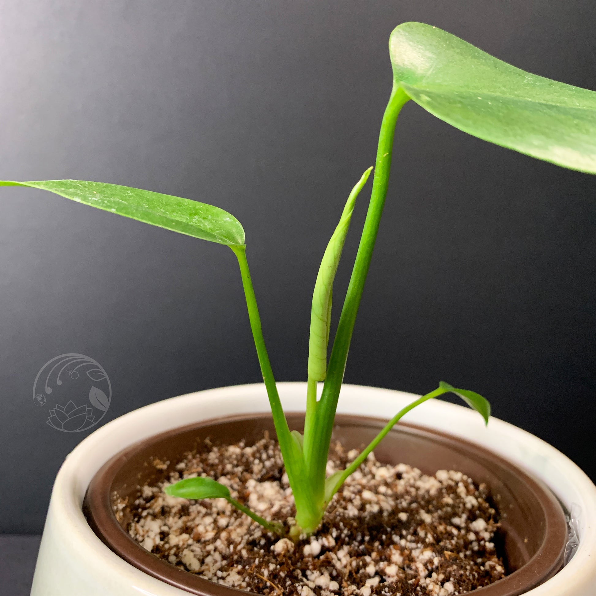 medium monstera plant Monstera Deliciosa, Juvenile- Small – Third Orbit Flora