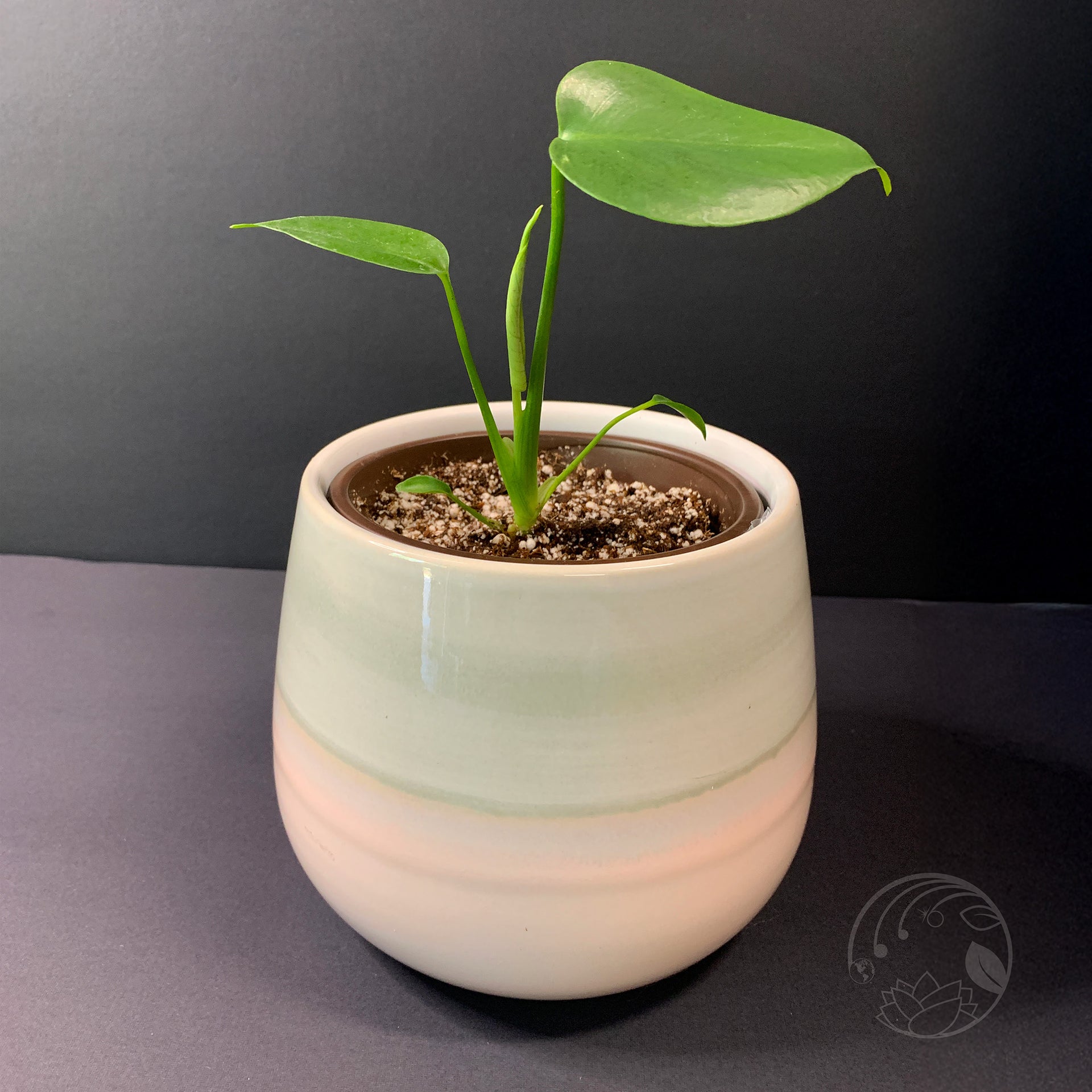 monstera deliciosa juvenile form Monstera Deliciosa, Juvenile- Small – Third Orbit Flora