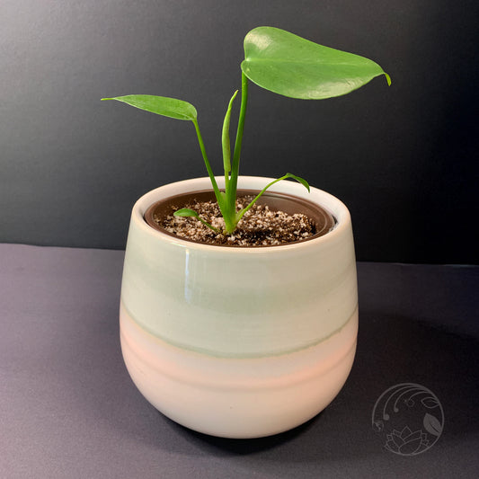 Monstera Deliciosa, Juvenile- Small