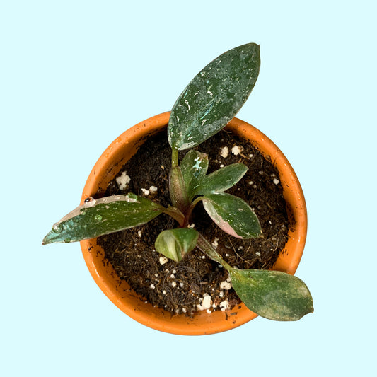 Pink Princess Philodendron Starter Plant Baby