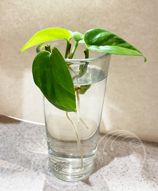 2-in Golden Pothos Rooted Cuttings Trio