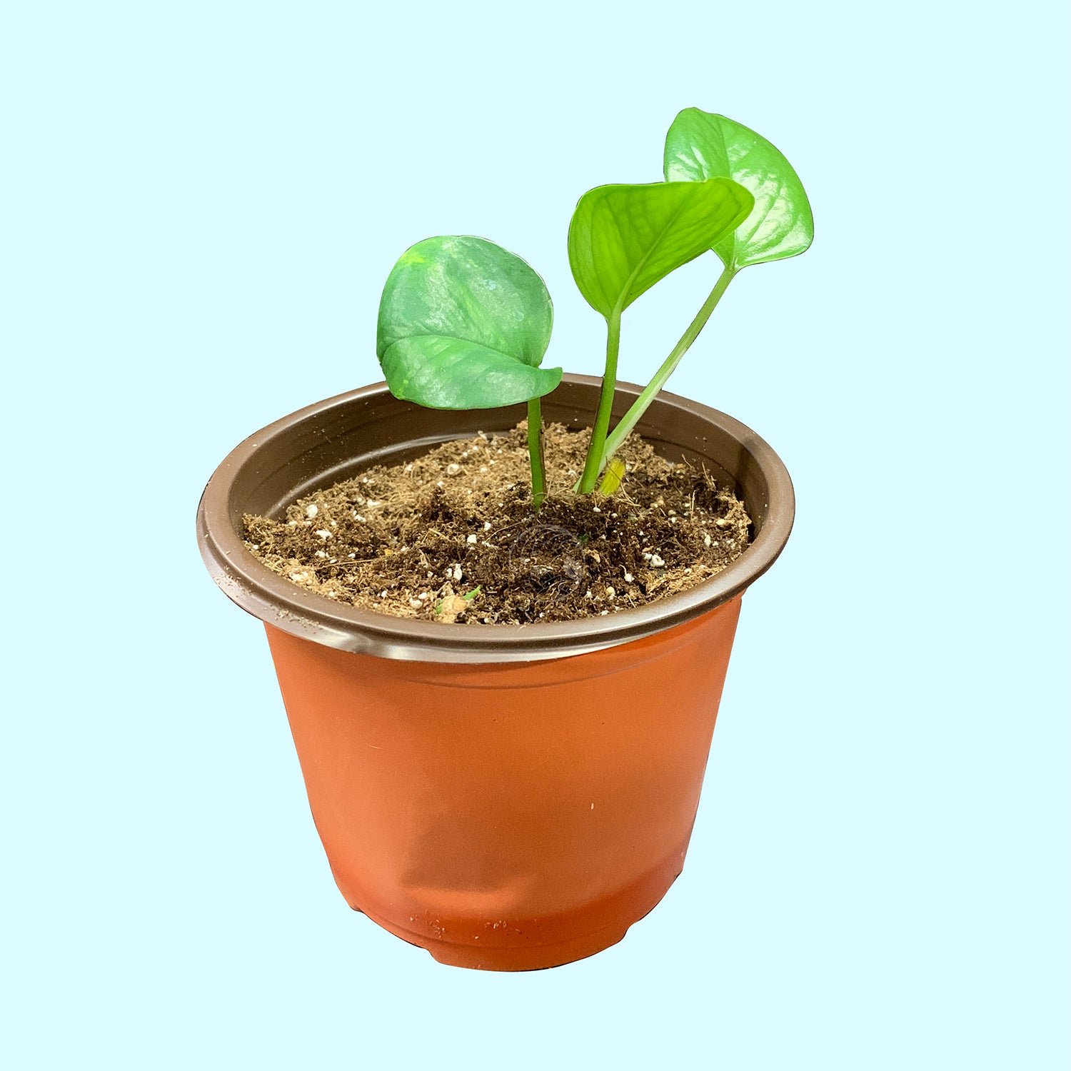 soil for golden pothos Golden Pothos