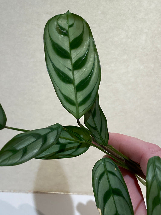 Prayer Plant Multiple Leaf Cutting - Rooted (Maranta Leuconeura)