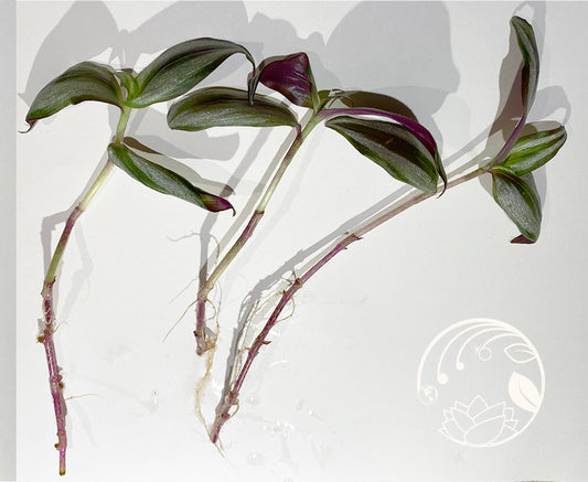 Rooted Tradescantia Cuttings - 8 in - Single or Bundle 3